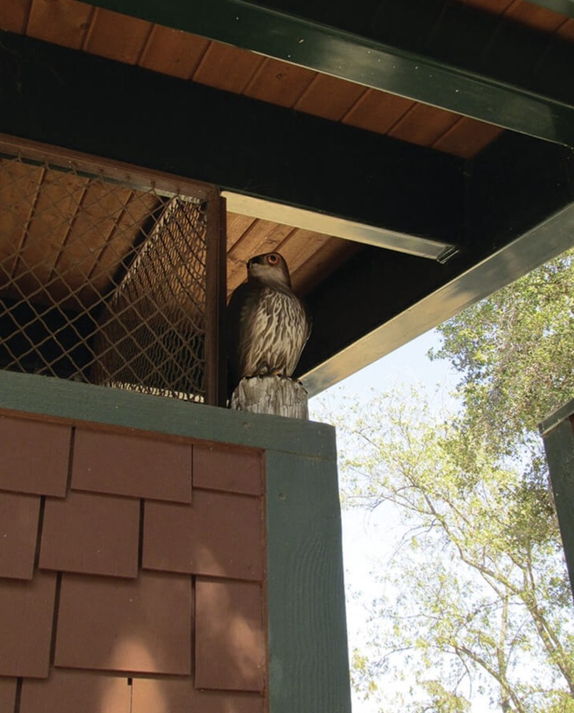 Bird B Gone MMRTH1 Red Tailed Hawk Plastic Predator Decoy