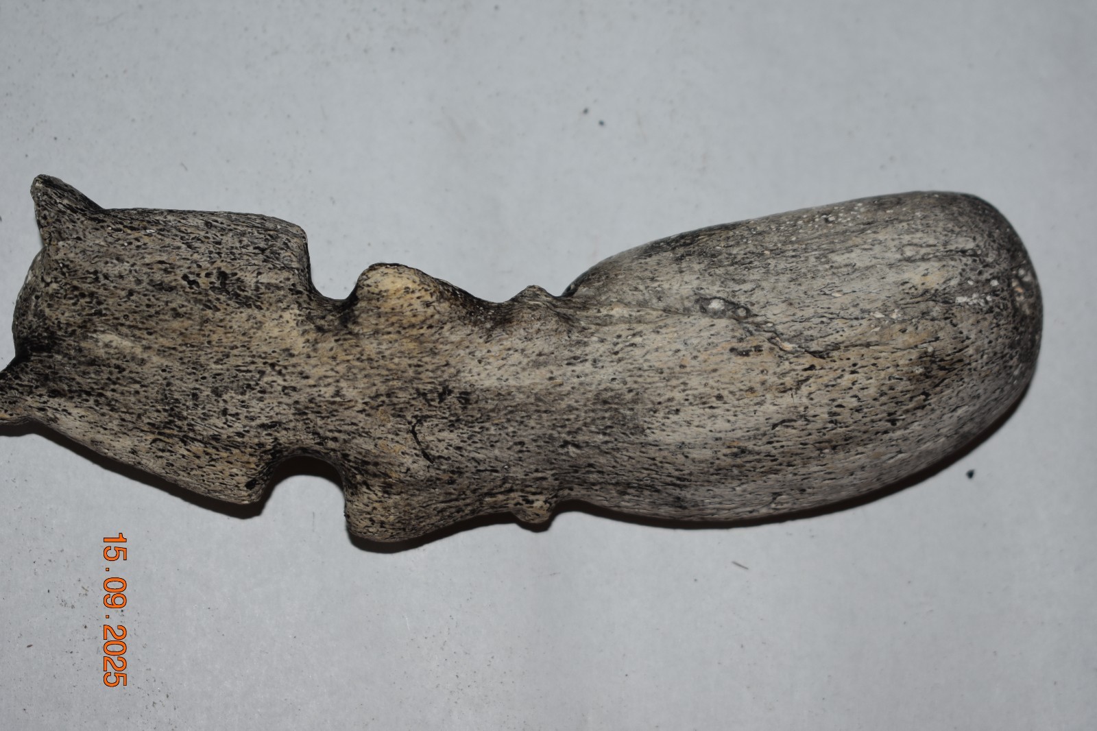 TAINO SHELL/BONE SPOON, 6" PROV