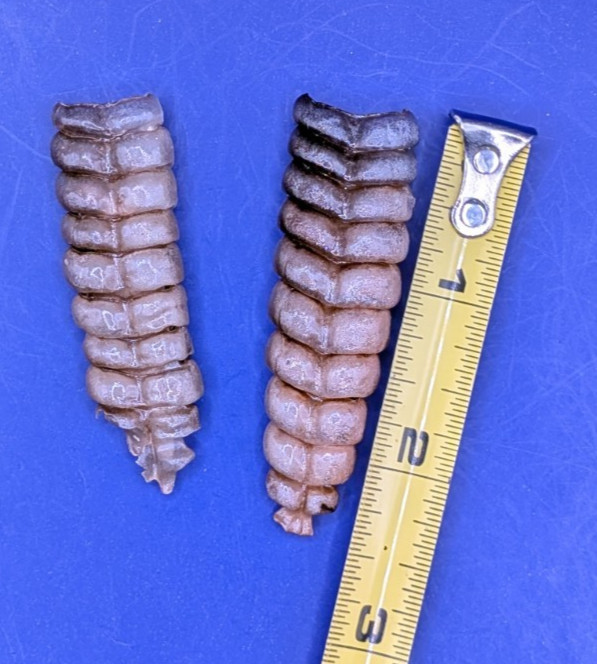 2 Nice Very Western Diamondback Rattlesnake Rattle #R6311