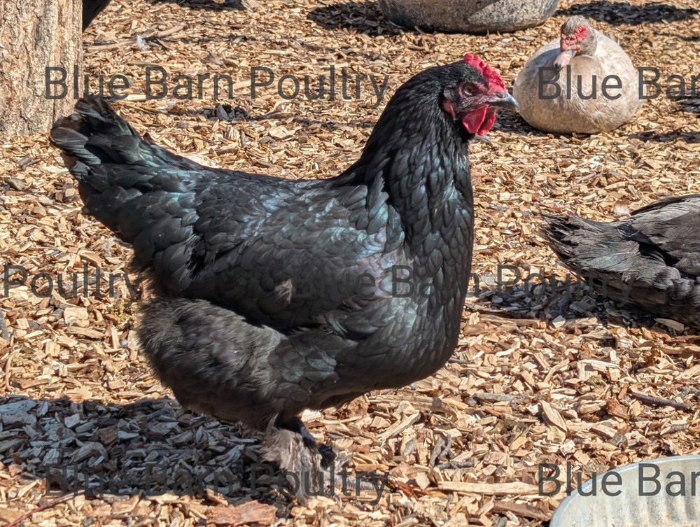 6 Solid Black Marans Chicken Hatching Eggs. Purebred. NPIP.