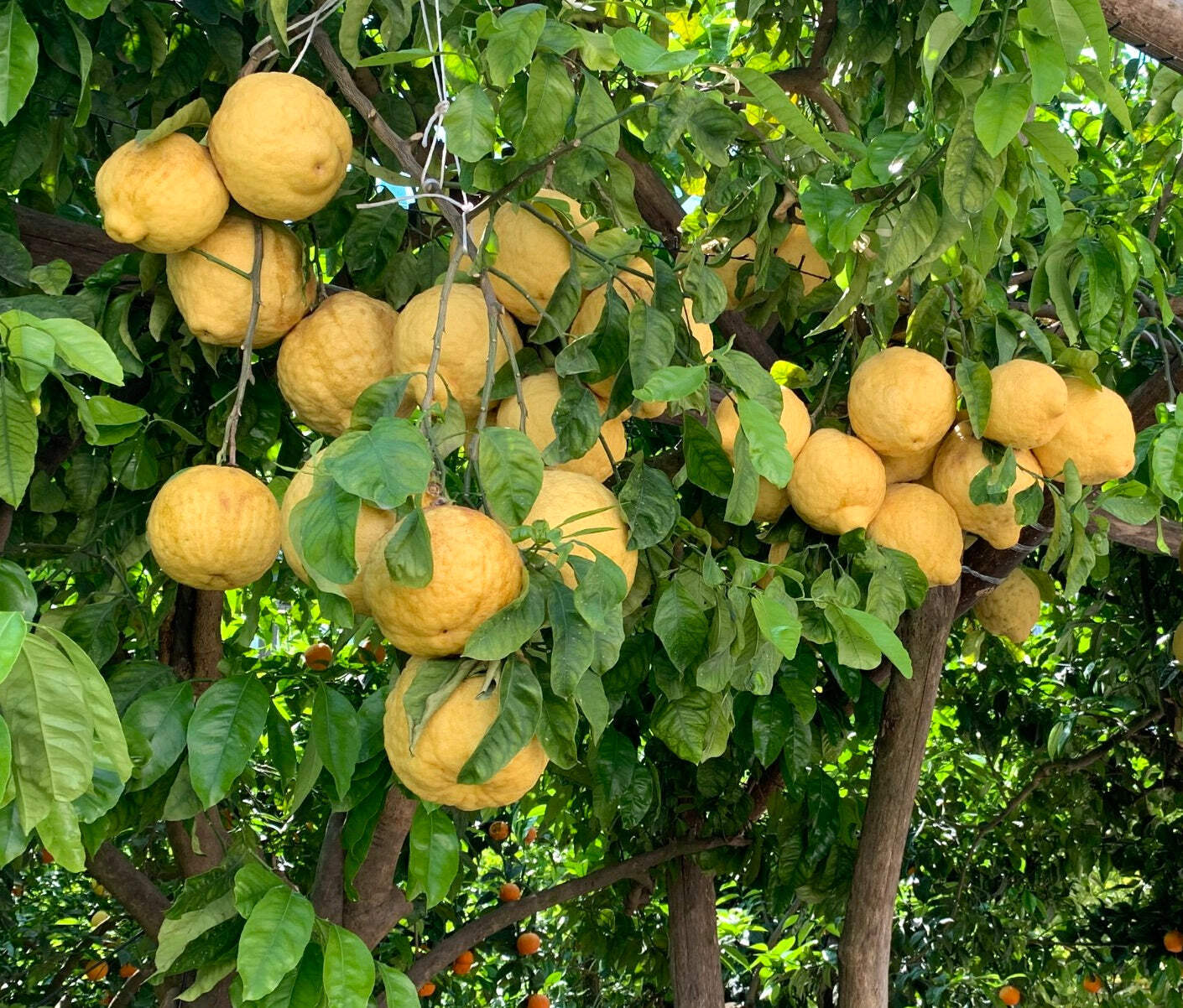 Citrus limon SORRENTO - SORRENTO LEMON PLANT TREE