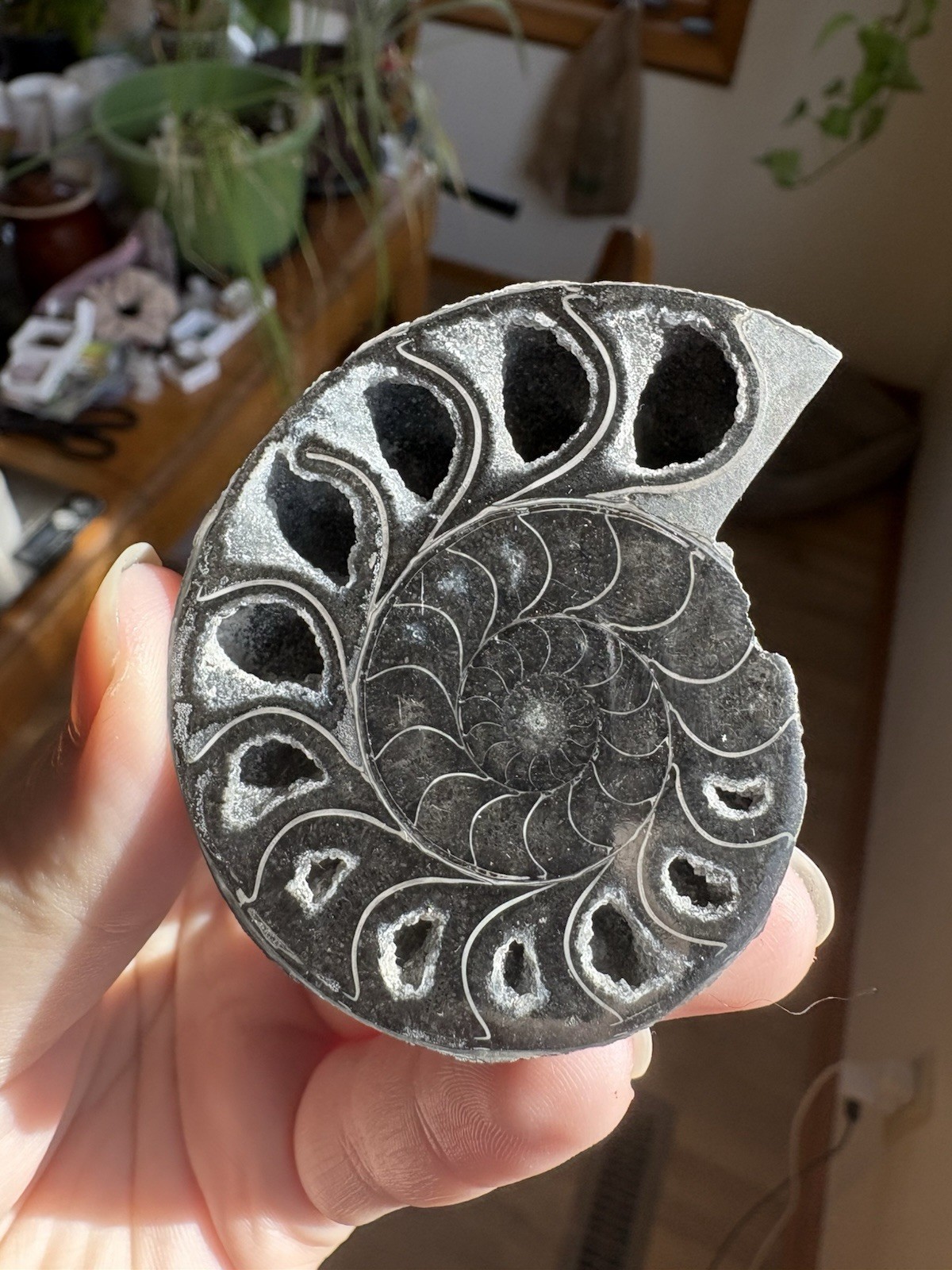 Black Ammonite Fossil Pair