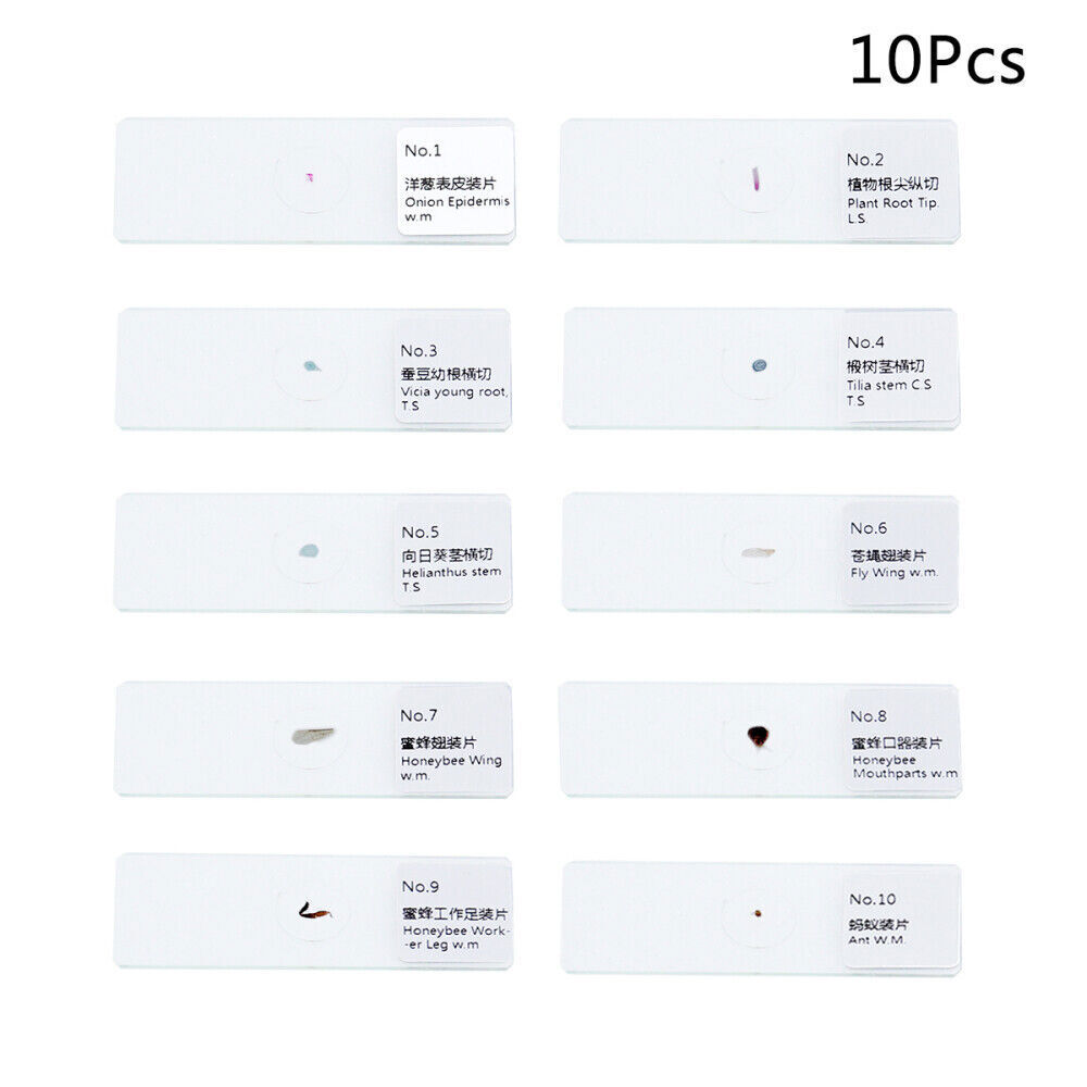 10 PCS/Set Prepared Slides Kids Microscope Microscope Slides With Specimens