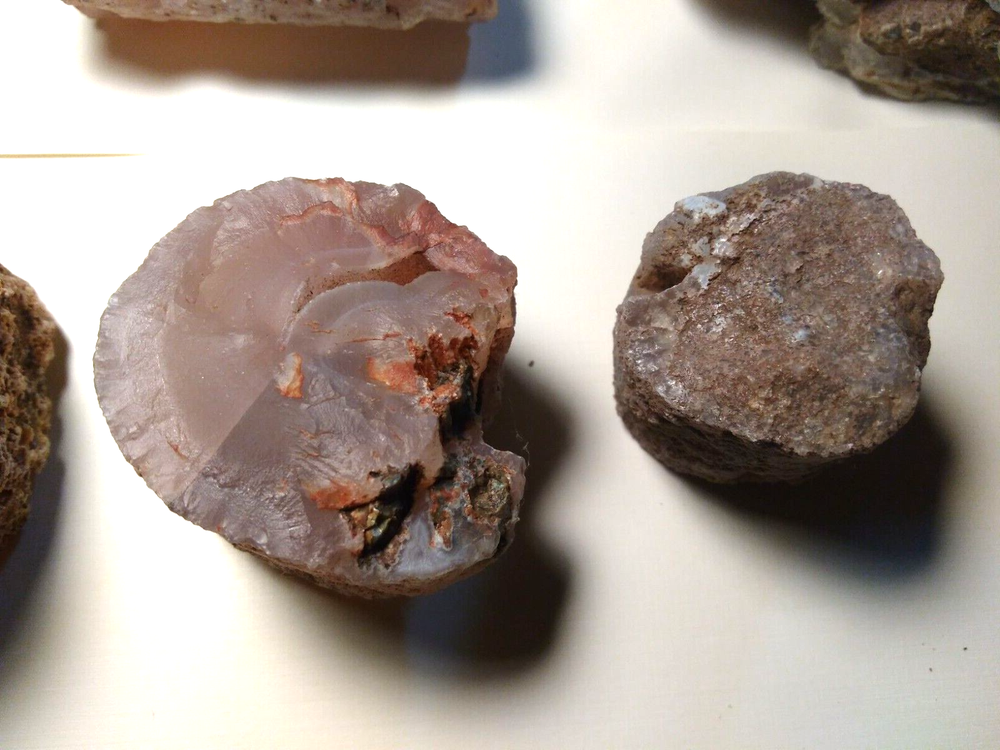 Petrified Wood Limb Casts- Over 10-1/2 lbs.