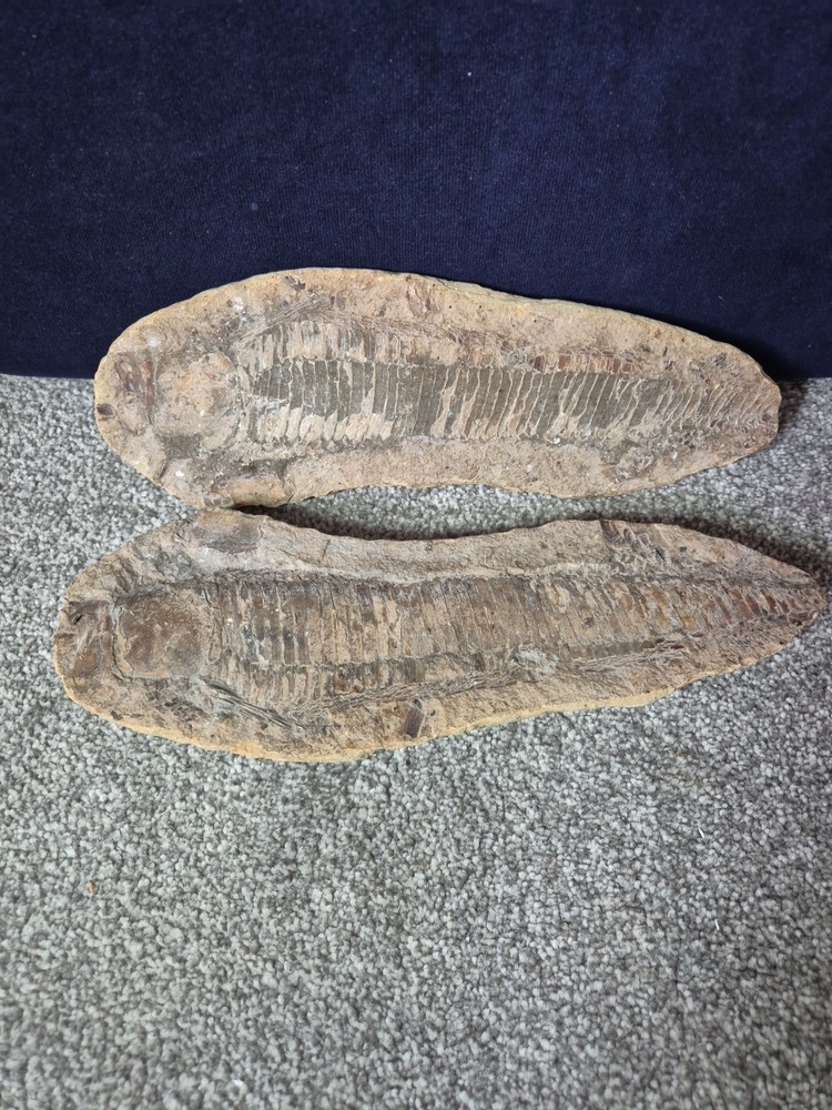 Vinctifer Comptoni Fossil Fish 2 halves
