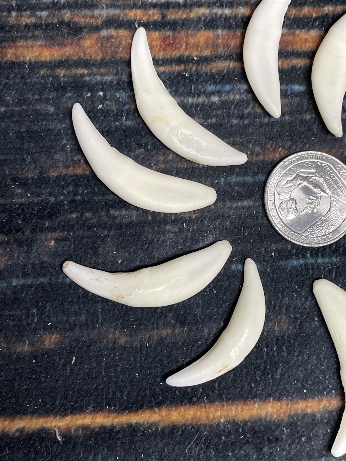 10 Real Coyote Teeth Odd MOUNTAIN MAN CRAFT SUPPLY JEWELRY Canines GOTHIC Skull
