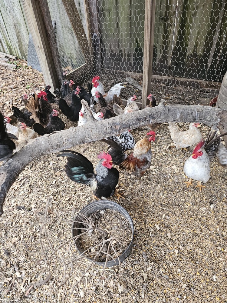 20 Serama Chicken Hatching Eggs