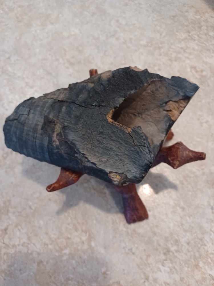 Unknown Large Fossil