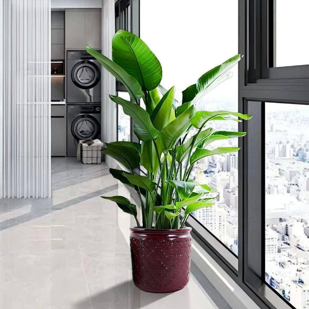 3-Pieces Modern Bean Paste Red Ceramic Planter with Drainage Hole