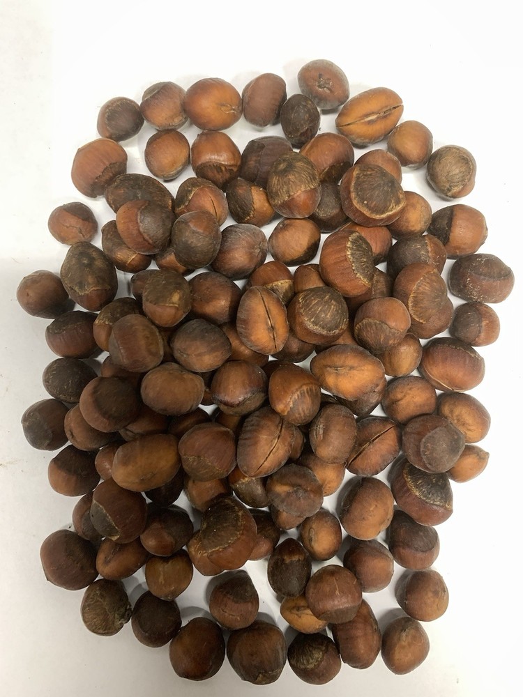 25 American Hazelnut Tree Seeds
