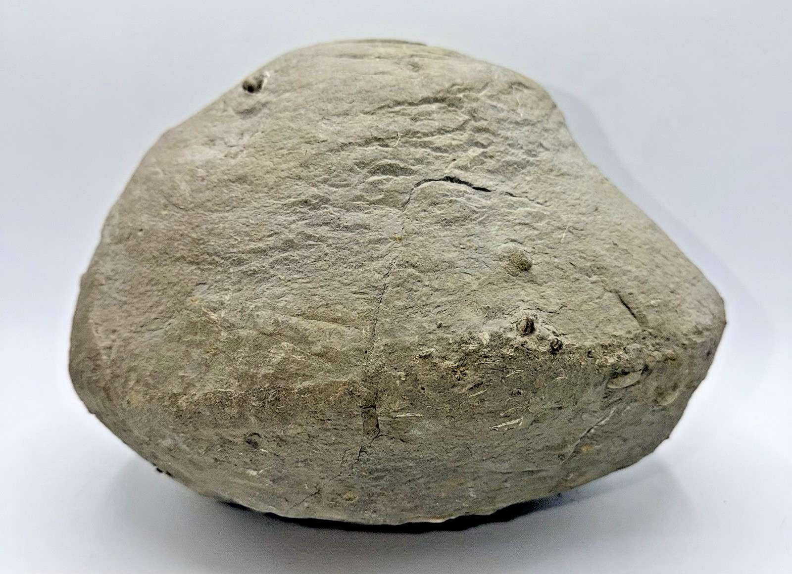 Large 31-lb Paleozoic Fossil Concretion w/Trilobite, Brachiopods, Gastropod poop