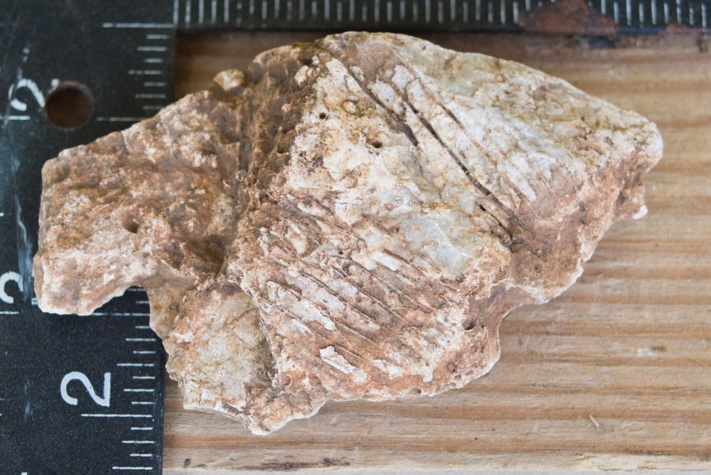 NE Oklahoma Fossil