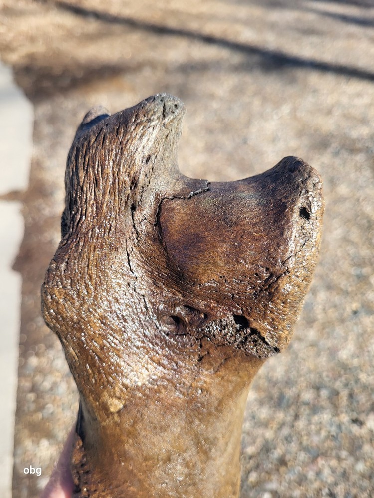Historic Bison Humerus Bone not a fossil