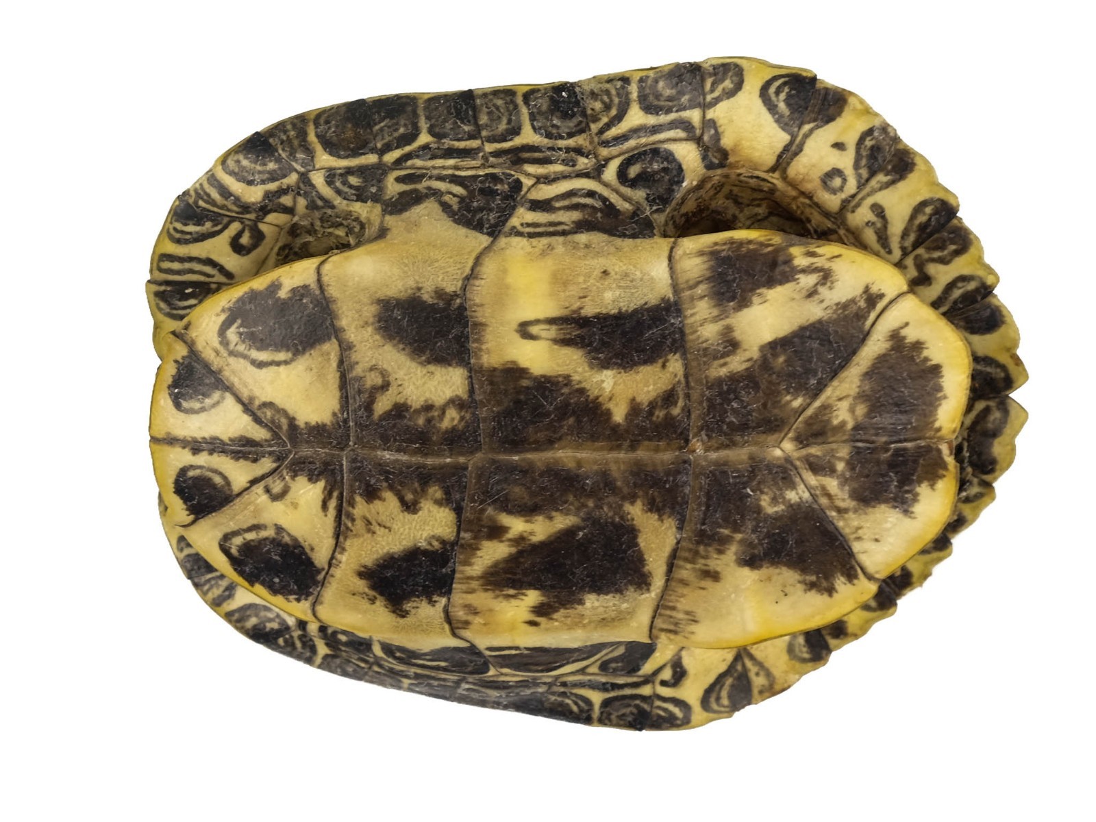 Red Ear Turtle Shell Multiple sizes (227GS-xxx) 10UBS