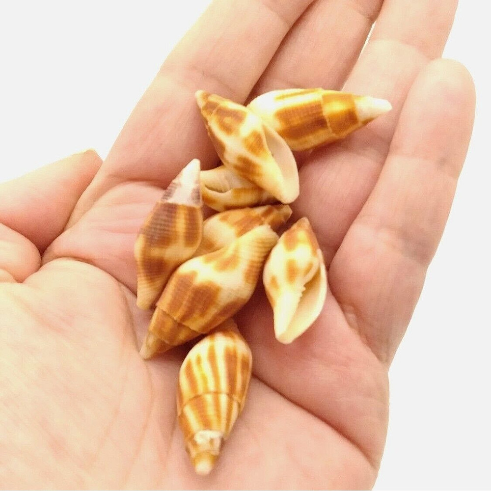 Mitra Adusta Indian Ocean Specimen Shells  20pcs ~ 1.3/4" L