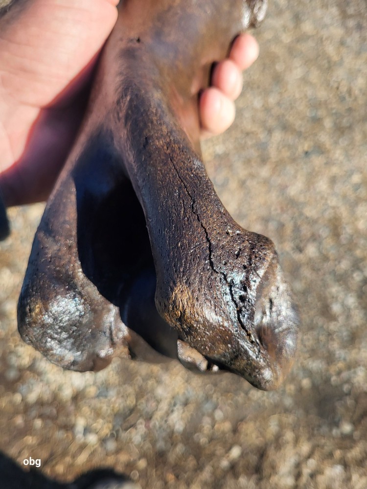 Historic Bison Humerus Bone not a fossil