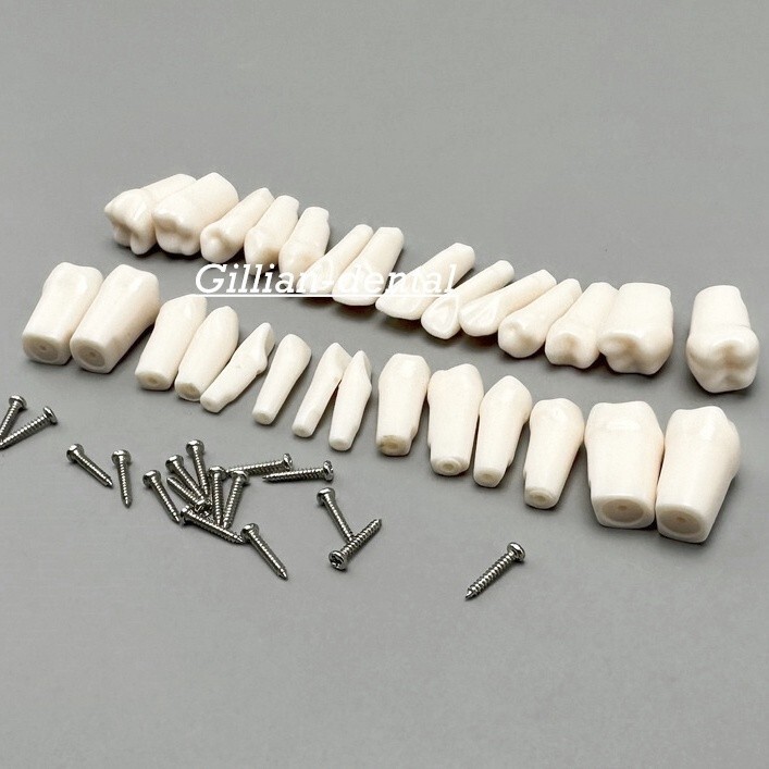 Dental Replacement Screw-in Teeth Typodont Model Practice Removable Tooth Models