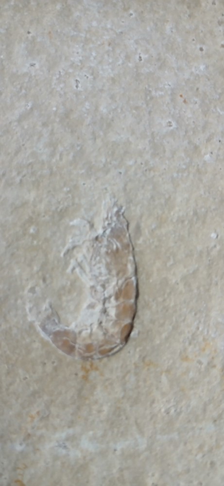 Shrimp Fossil