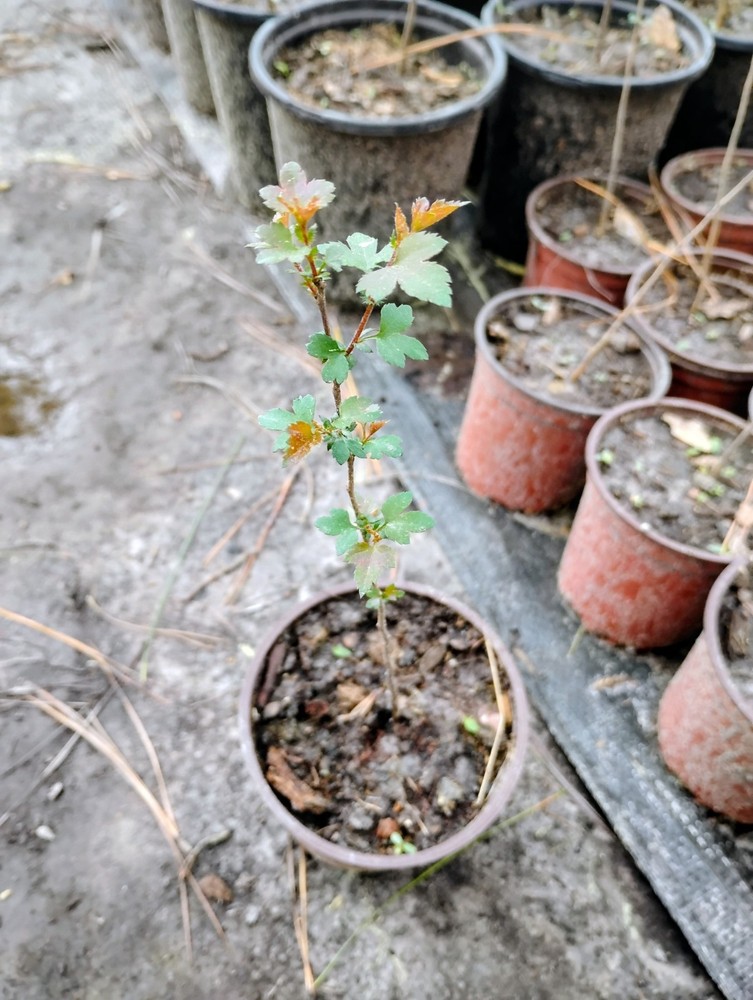 Washington Hawthorn Tree, 1 Quart Pot.