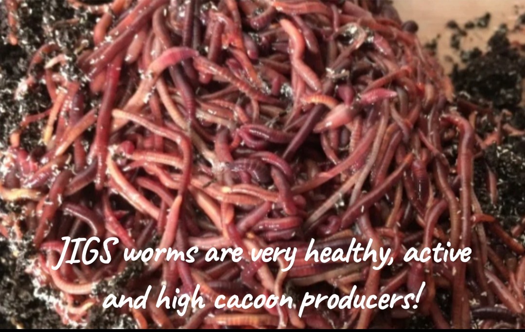 (JIGS) LIVE Red Wiggler Composting Worm Mix Approx 1,000 (1 LB) Voracious Eaters