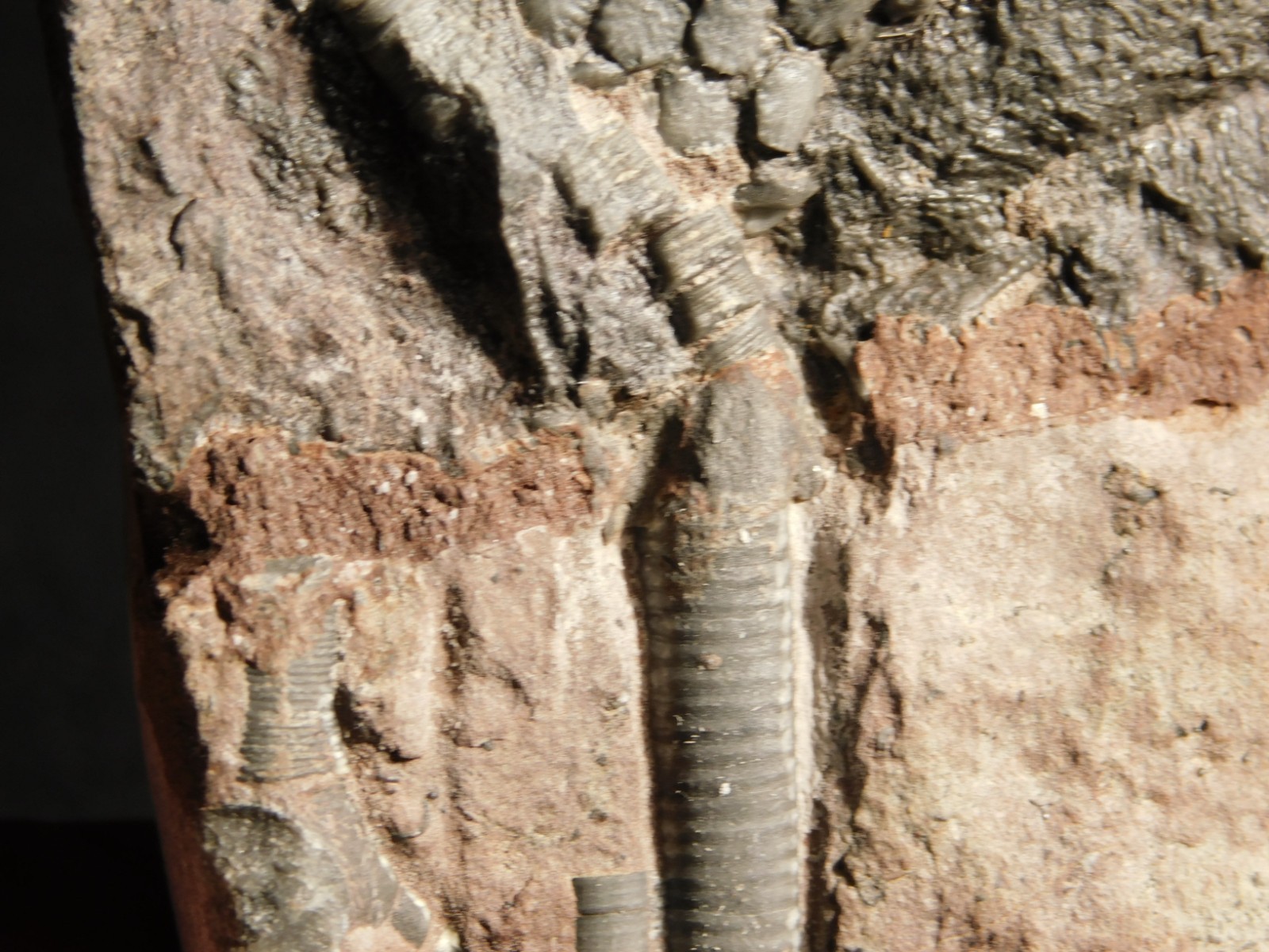 430 Million Year Old! CRINOID Fossil or Sea LILY Fossil Morocco 384gr