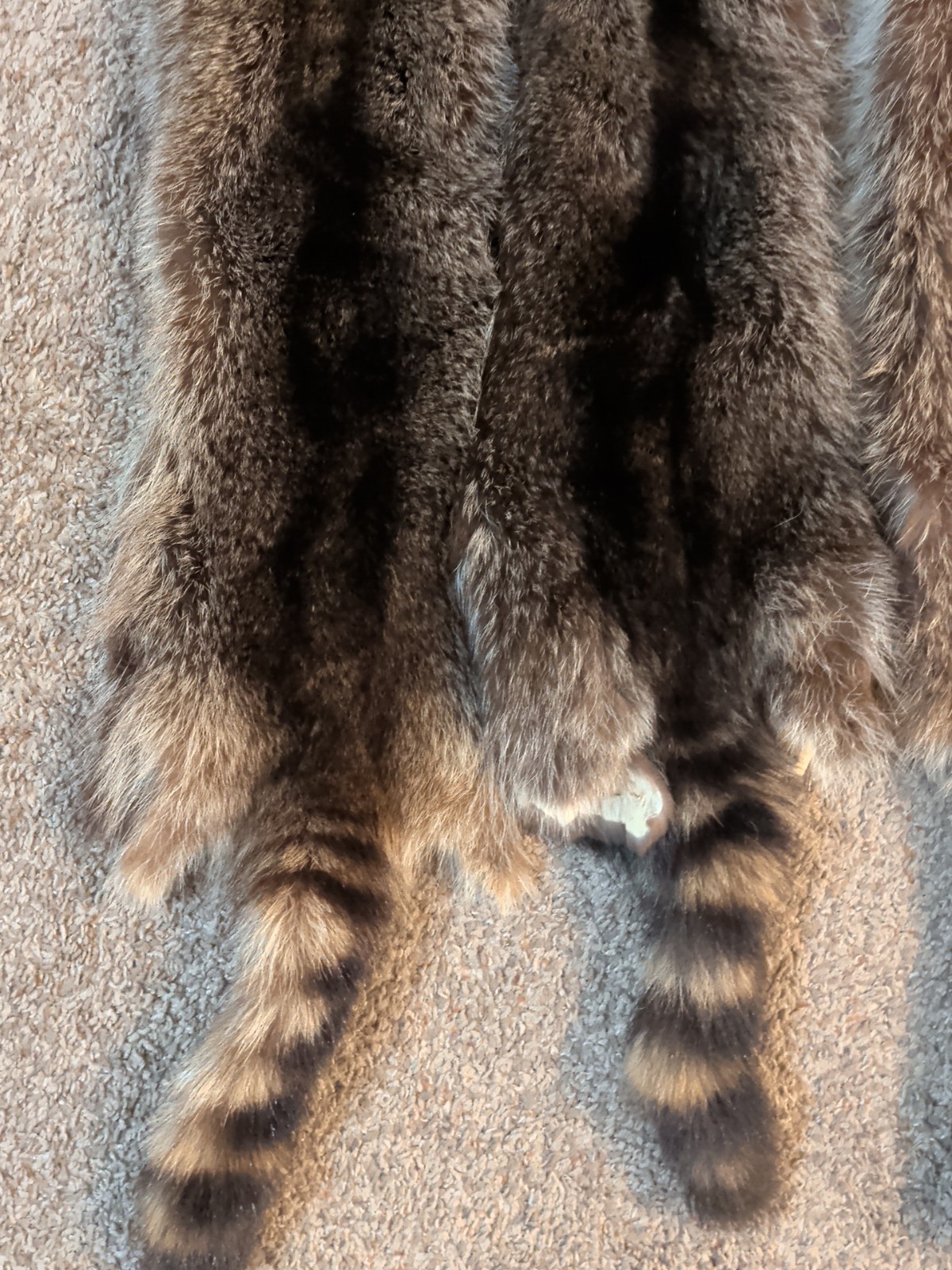 Newly Tanned Wild Large Racoon pelts~Country Fur Cabin Craft Fur~NICE! Soft!!