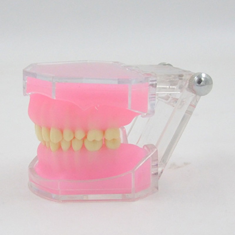 Typodont Teeth Model Typodont Study Model Detachable Teeth Model Teaching Tool