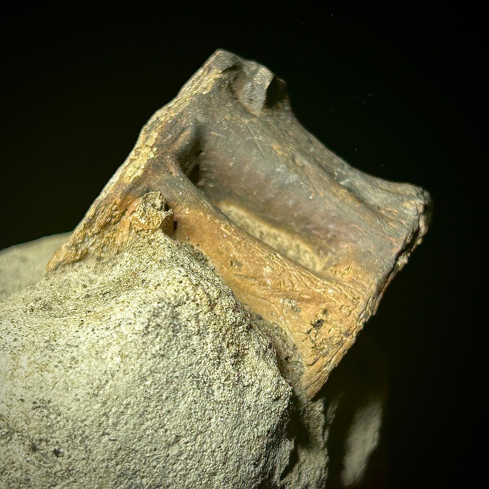 Fossilized Tuna Vertebra (Thunnus sp.) 2.24 x 1.60" Bony Fish Fossil Oligocene