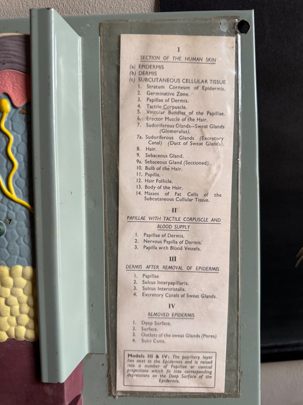 Vintage anatomical model of SKIN Hair follicle & sweat glands