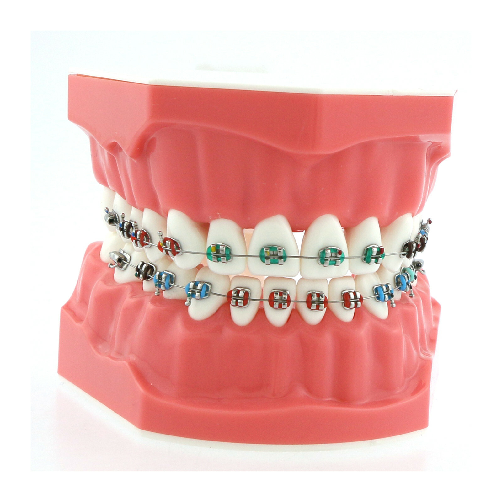 US Dental Teach Typodont Demonstration Teeth Model with Braces For Patient Study