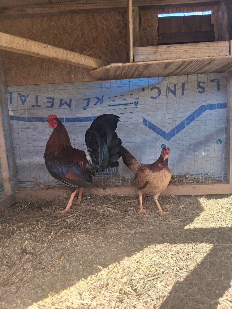 6 Raptor  Hatching Eggs