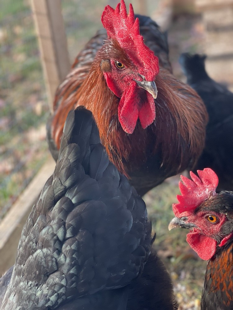 6 Black copper Marans hatching eggs