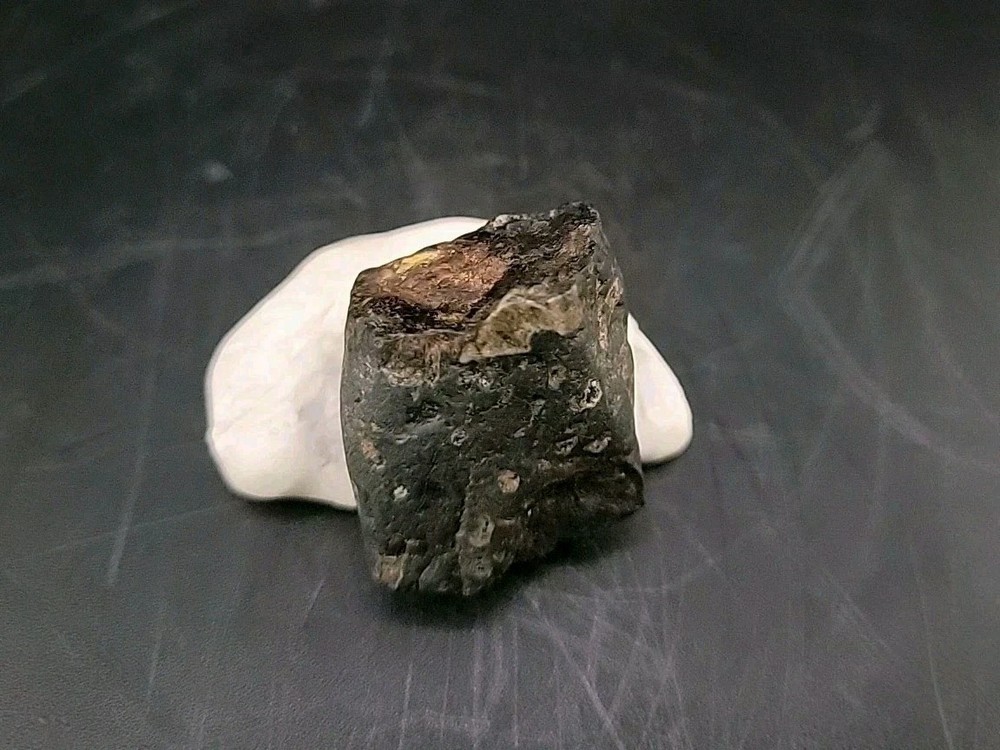 Fossil Dinosaur Tooth Unknown Species