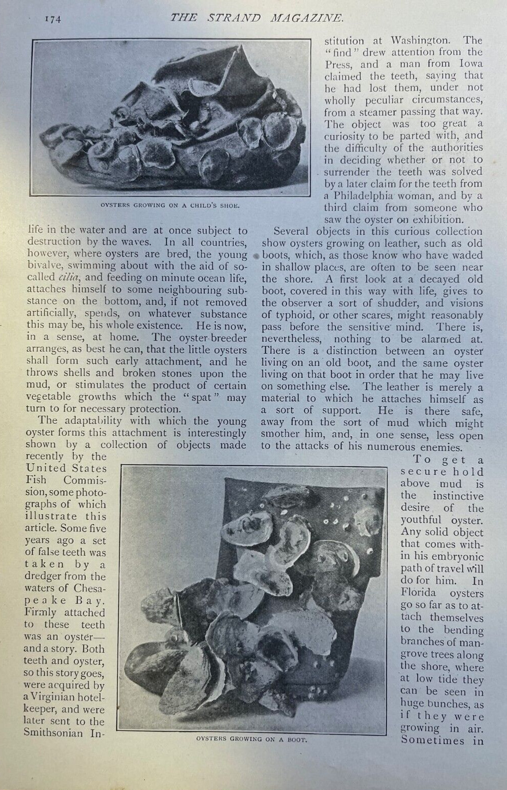 1903 Oysters illustrated