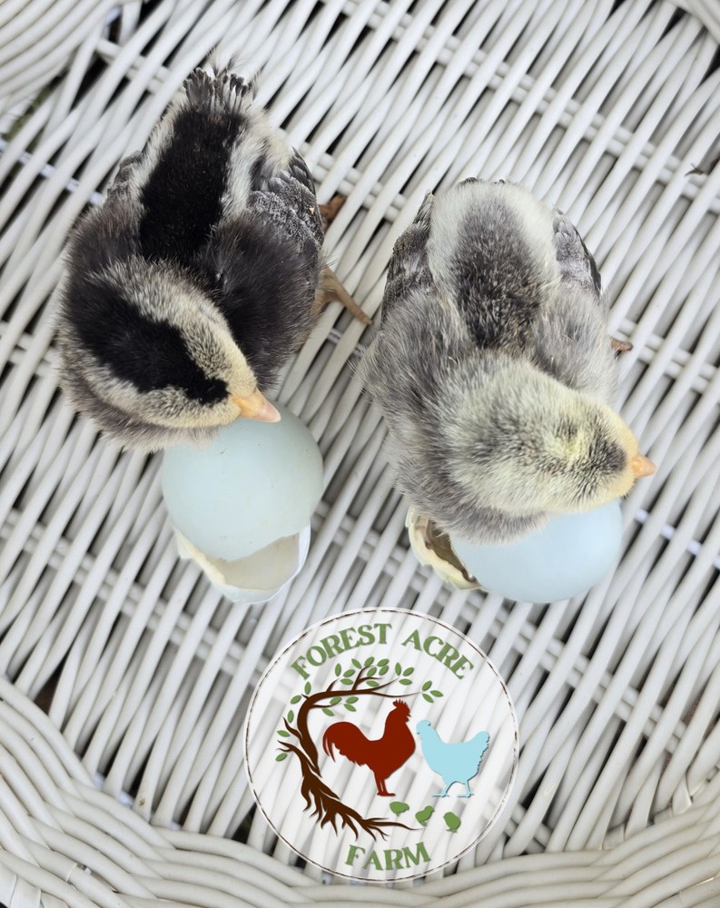 Cream Legbar Hatching Eggs 10+ Blue Eggs
