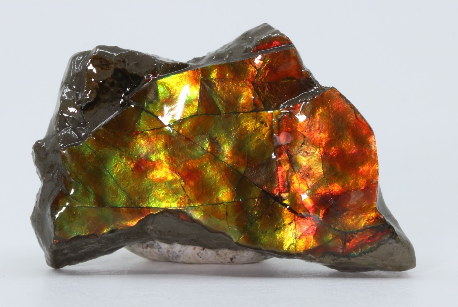 KORITE Ammolite Ammonite shell 41.7mm 1.64" Alberta Canada COA 7139