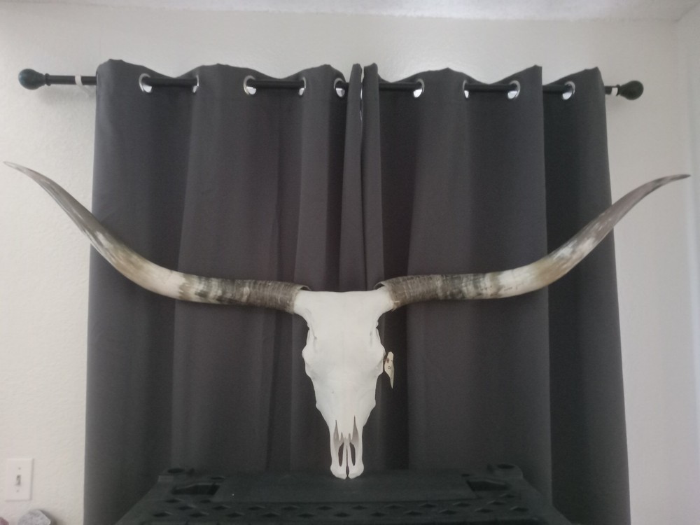 Authentic  Longhorn Skull  Scull 5foot9
