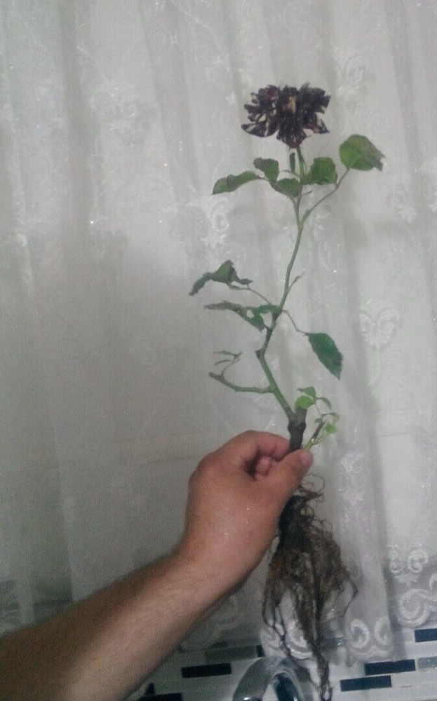 Abracadabra (Wizard) Rose Grafted Live Plant