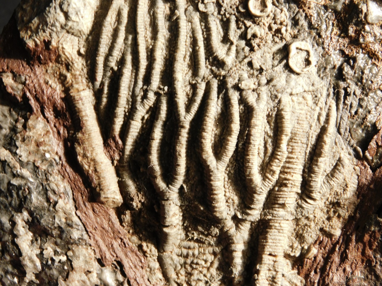 430 Million Year Old! CRINOID Fossil or Sea LILY Fossil Morocco 505gr