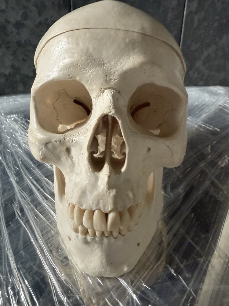 Artificial Human Skull Anatomical Model.