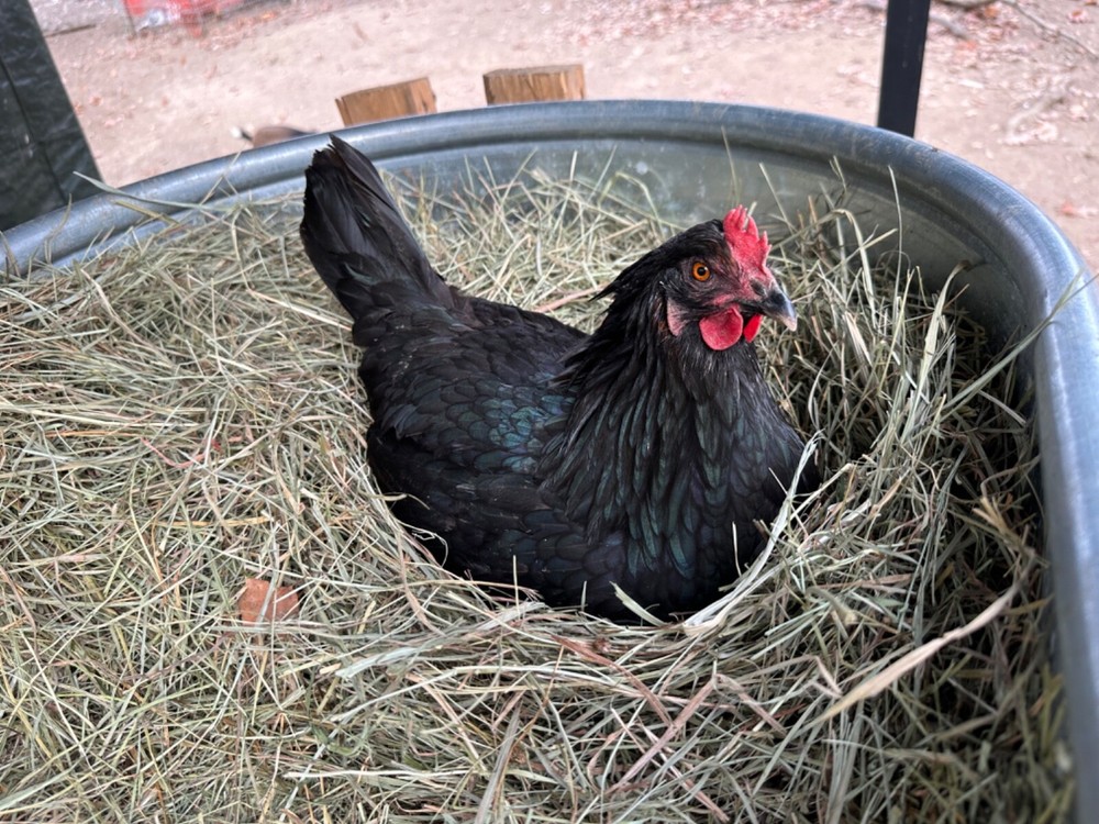 12 Rainbow chicken hatching eggs| Healthy Flock