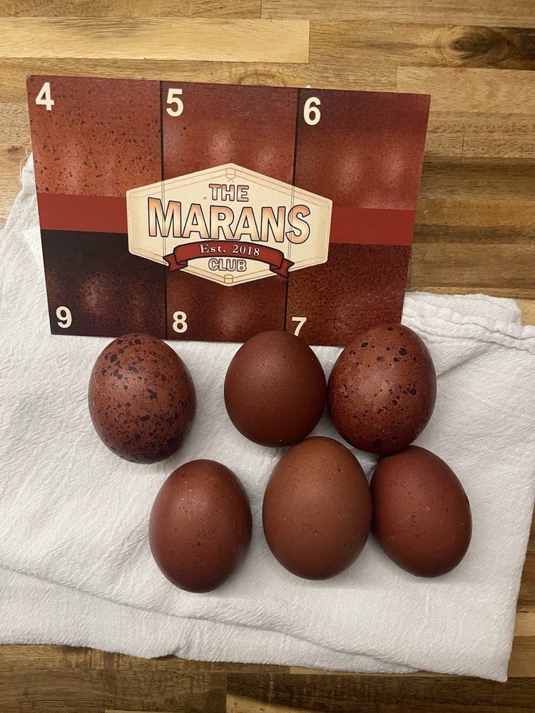 6 Black copper Marans hatching eggs