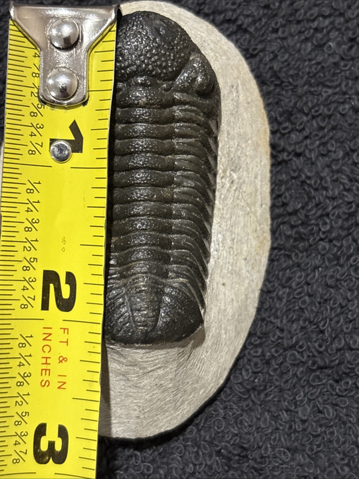 Nice Tight 2+ Inches Phacops. Laid Out Beautifully. Resto On Nose