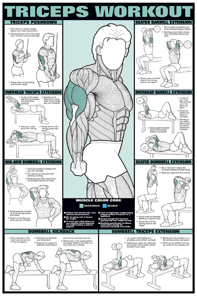 Arm Workout TRICEPS Professional Weight Training Fitness 24x36 POSTER Wall Chart