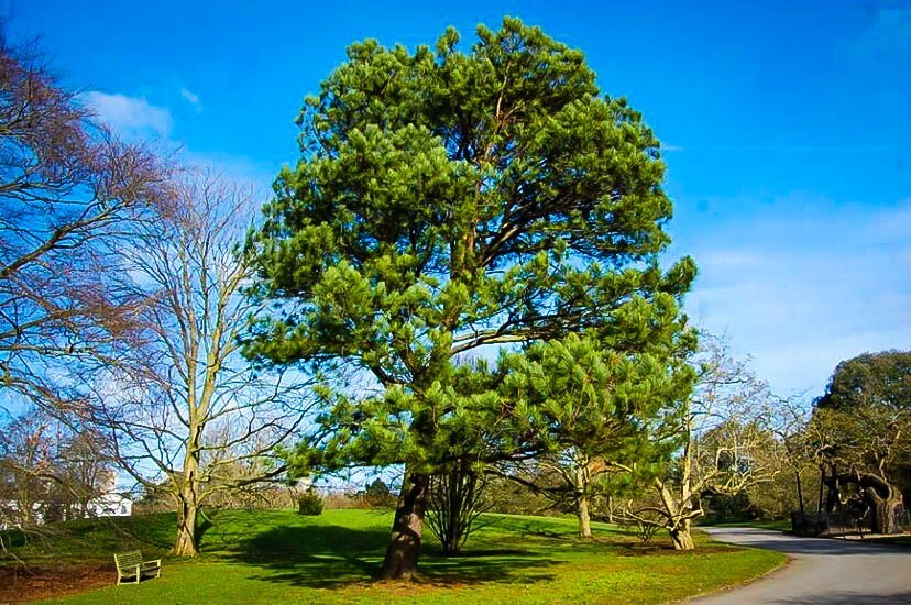 Loblolly Pine Tree, 4" Pot