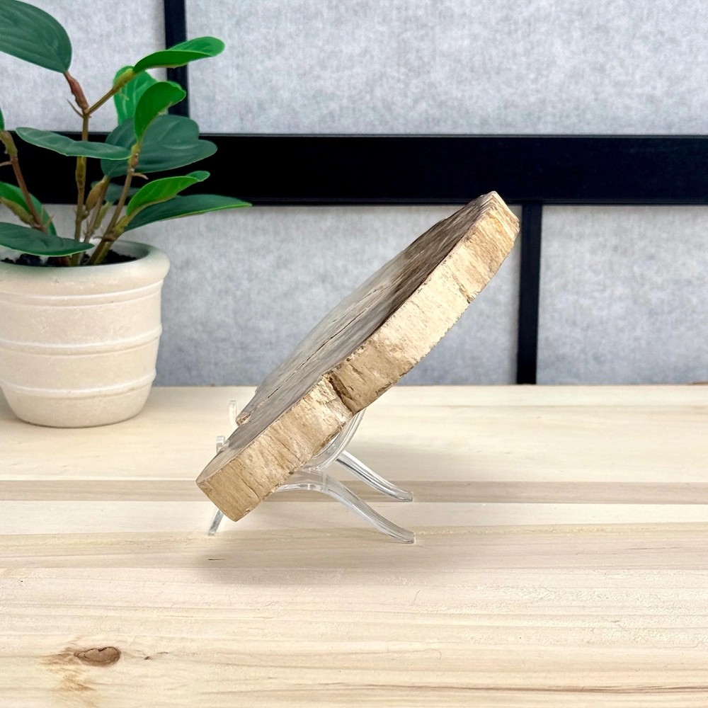 Petrified Wood Slab A