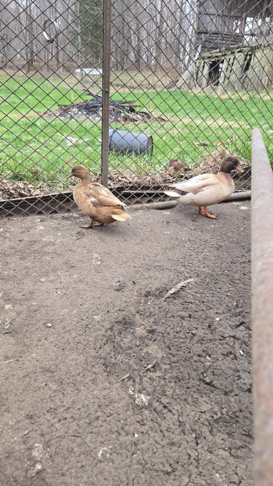 6+ fertile call duck hatching eggs