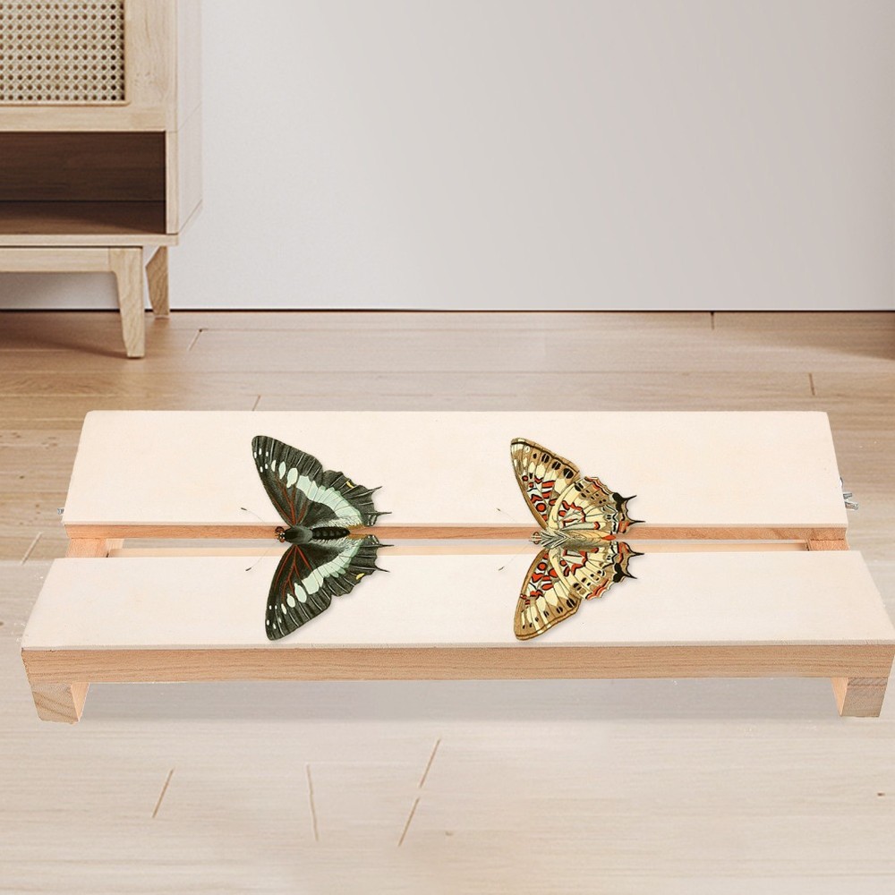 Insect Mounting Board Butterfly Specimens Science Butterflies Spreading