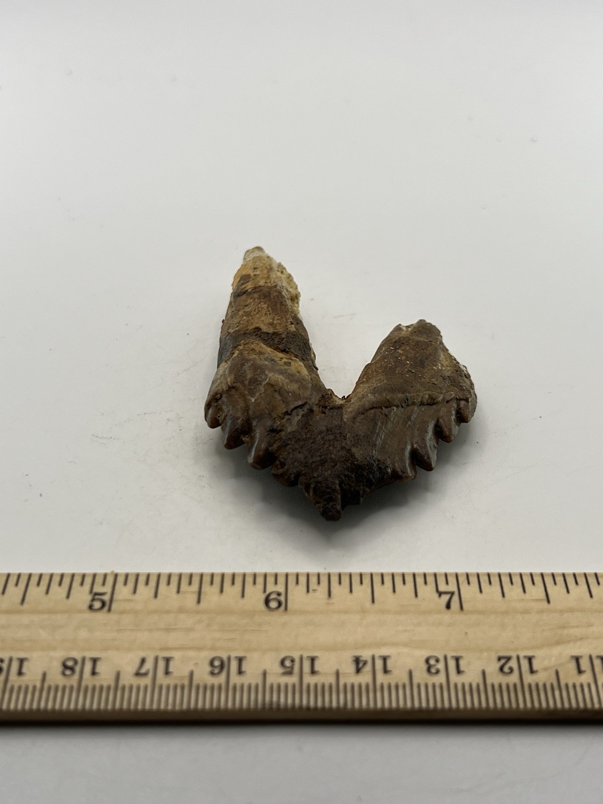 BASILOSAURUS TOOTH FOSSIL Late Eocene 40 Mi Yrs Old Artiodactyl 3” X 2” C12