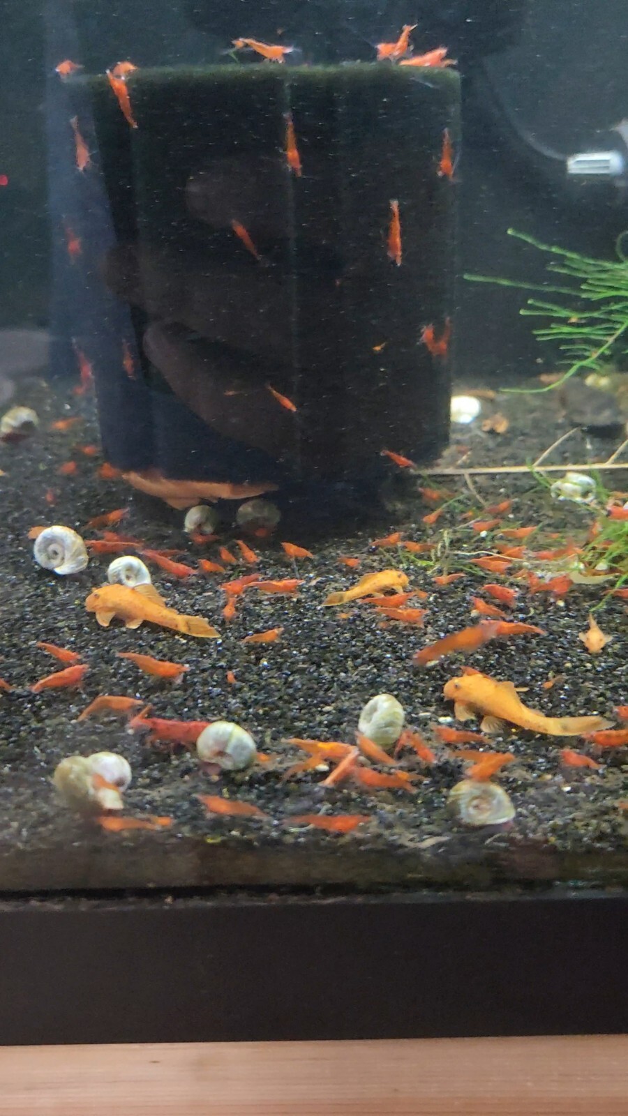 Small Freshwater Cleanup Crew – 2 Plecos, 20 Shrimp, 20 Snails - Algae Eaters